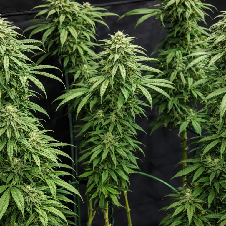 Blueberry Kush Grow Room