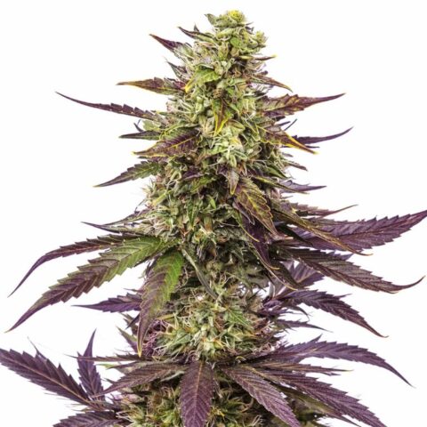 Blueberry Milk cannabis seeds