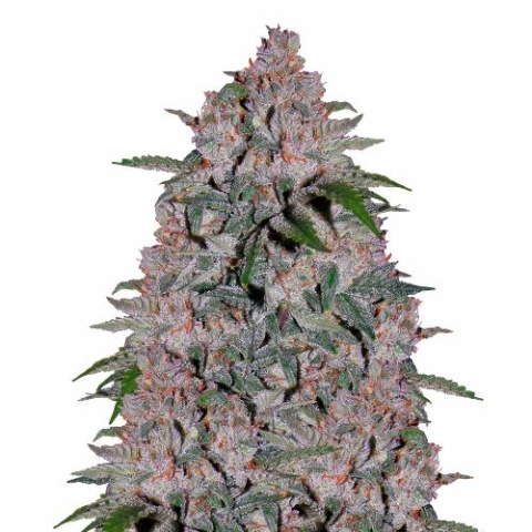 Blueberry Skunk cannabis seeds