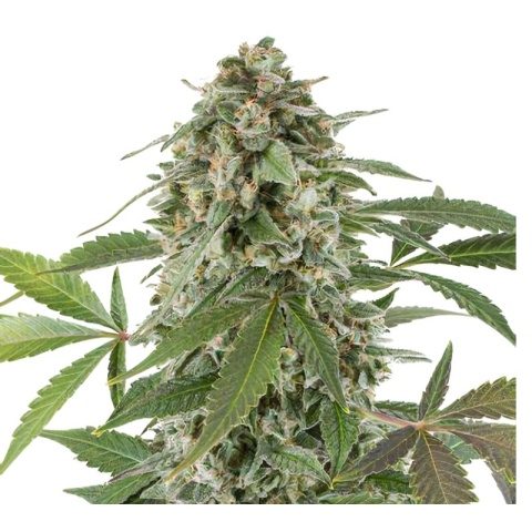 Bluniverse Cannabis Seeds