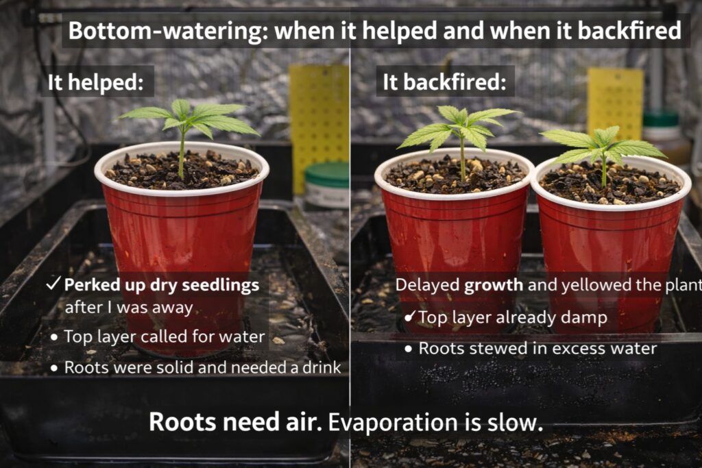 bottom-watering cannabis starts