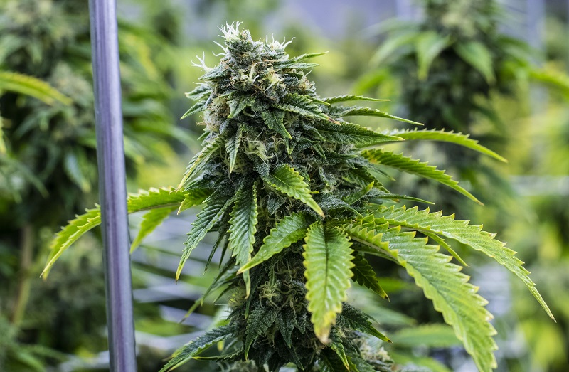 Bruce Banner #3 cannabis plant with thick flowering cola and healthy green foliage