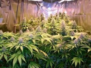 Bruce Banner #3 Cannabis Seeds