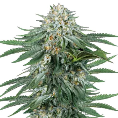 Bubba Kush Cannabis Seeds