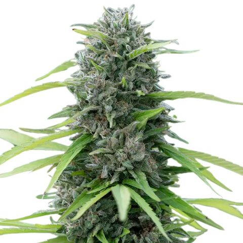 Bubble Cheese Cannabis Seeds