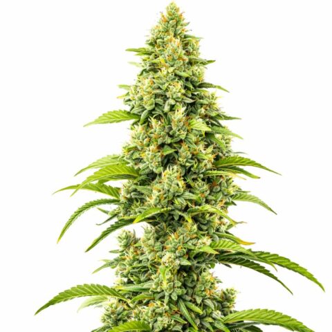 Bubblegum Haze Cannabis Seeds