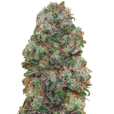 Bubblegum Kush Cannabis Seeds