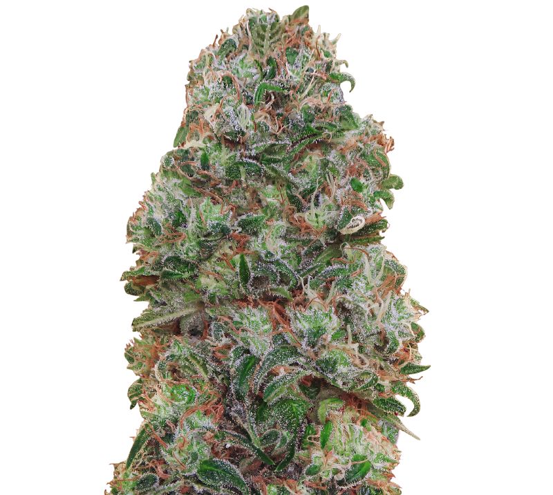 Bubblegum Kush Cannabis Seeds
