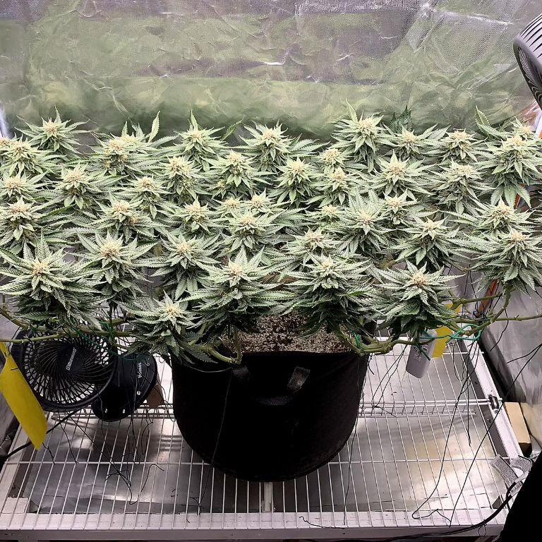 Buddha’s Sister Grow Room
