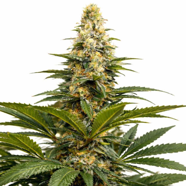 Buddhas Sister cannabis seeds