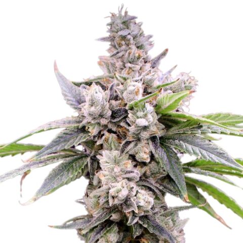 Butterscotch Cannabis Seeds