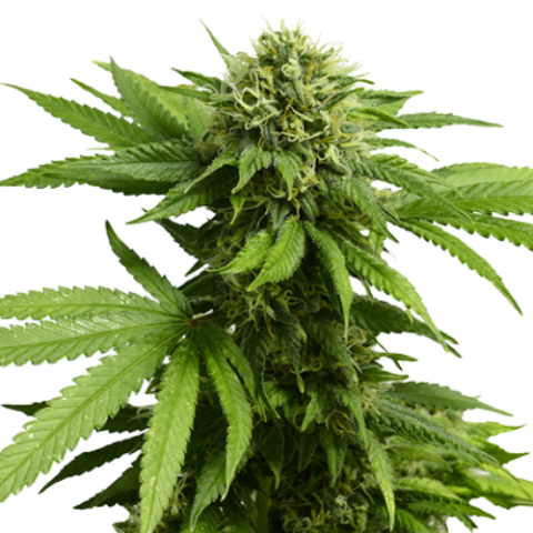 CBD ACDC Cannabis Seeds