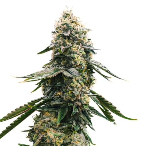 CBD Blue Shark Cannabis Seeds