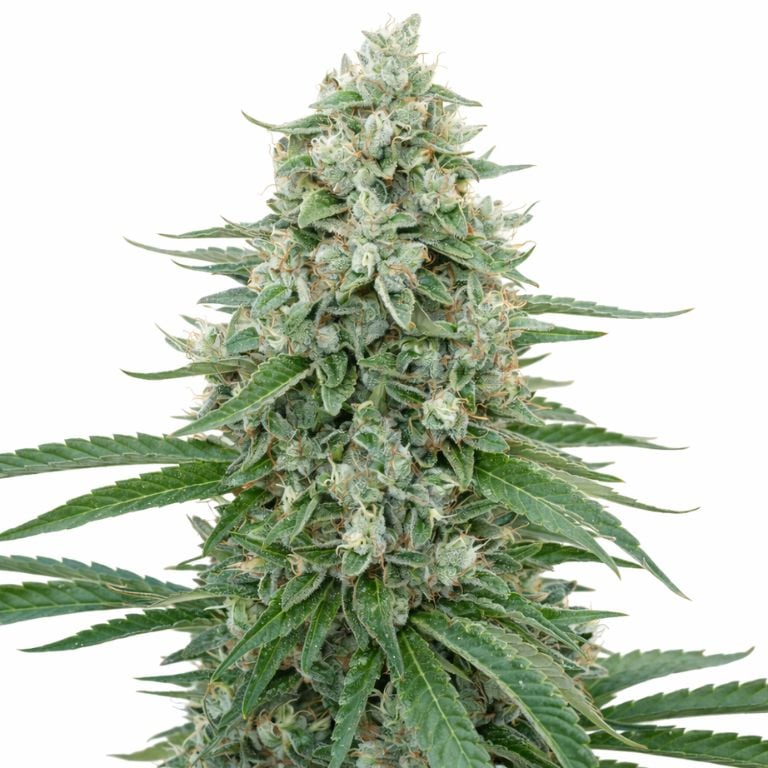 CBD Critical Mango Feminized