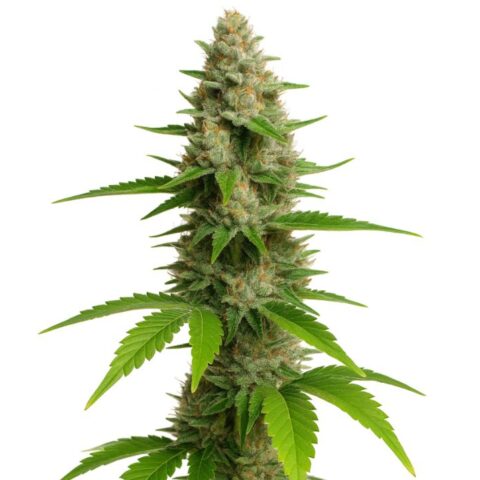 Close-up of a CBD Fast Eddy cannabis bud with dense green flowers, orange pistils, and frosty trichomes.