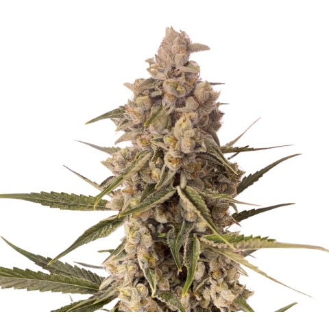 CBD MediHaze Cannabis Seeds