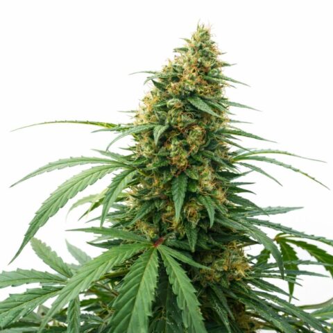CBD Solomatic Cannabis Seeds