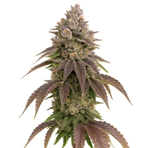 Close-up of a CBD Therapy cannabis bud with frosty purple-green flowers and resin-rich leaves.