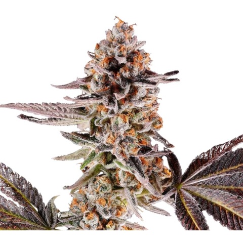 Cake Bomb cannabis seeds