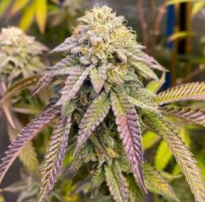 Cake Bomb cannabis seeds