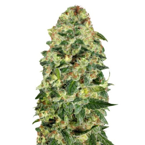 Cali Kush Cannabis Seeds
