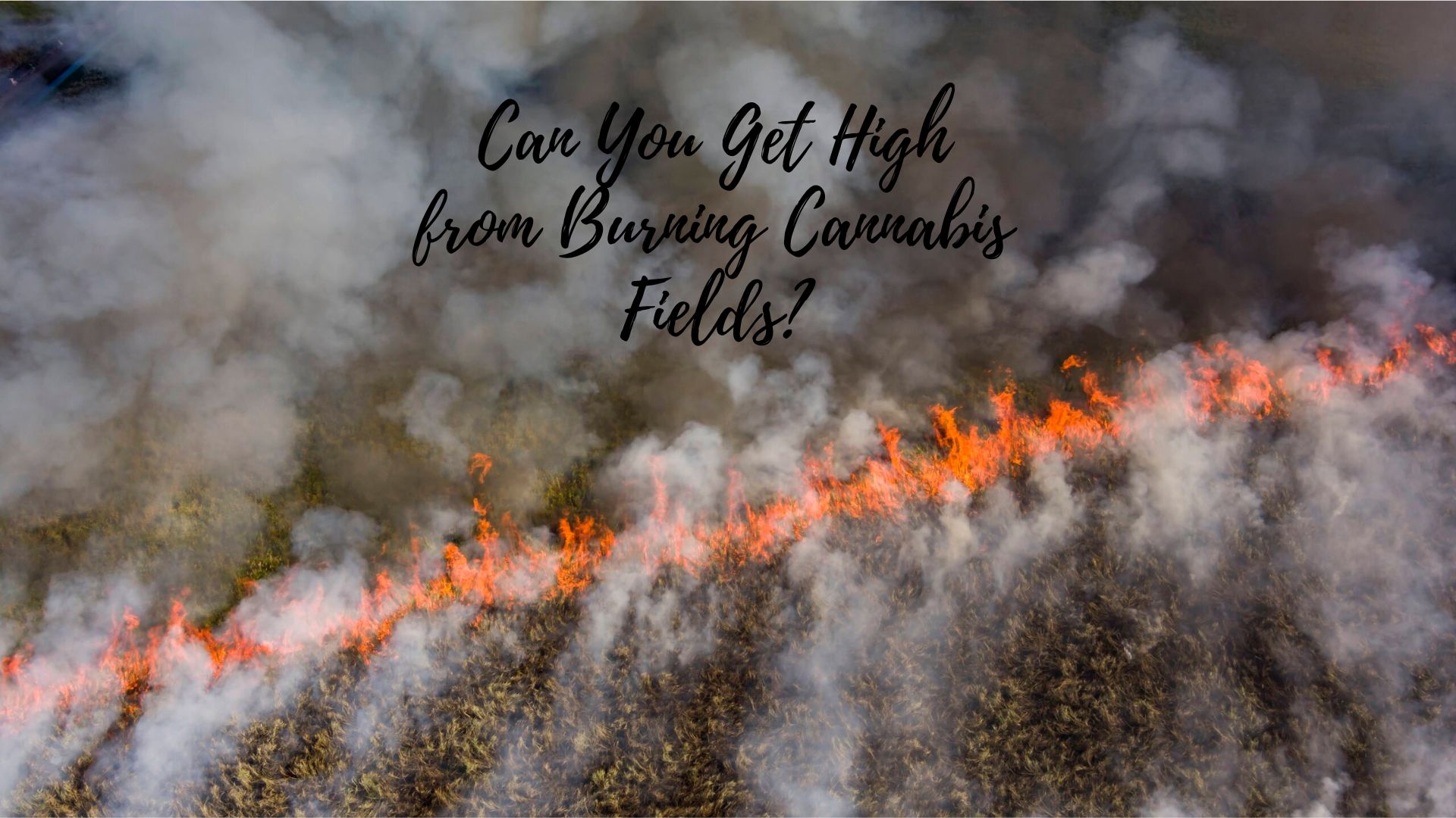 Can You Get High from Burning Cannabis Fields