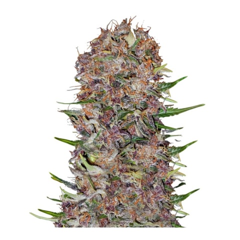 Candy Cream Cannabis Seeds