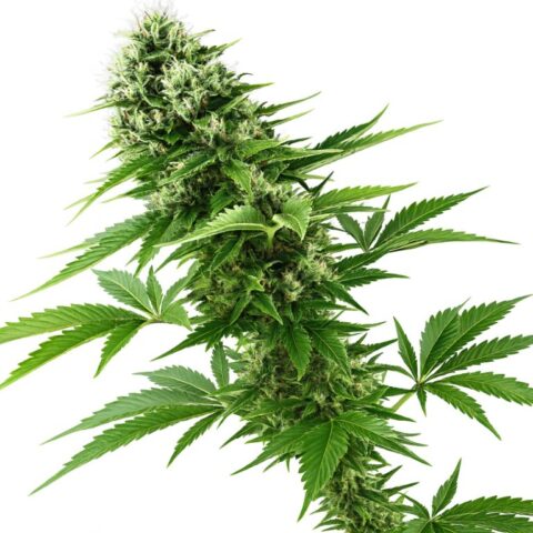 Candy Jack Cannabis Seeds