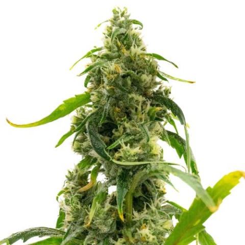 Candyland Peyote Cannabis Seeds