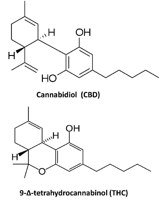 Cannabidiol CBD and tetrahydrocannabinol THC