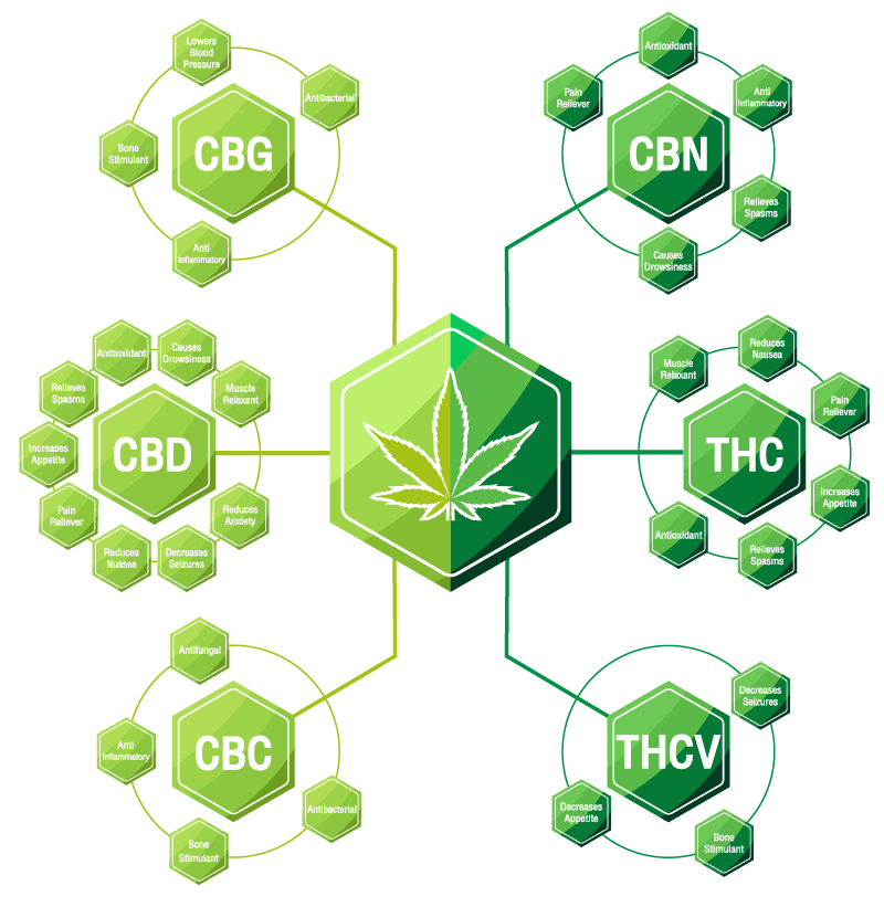 Cannabinoids Biosynthesis and Maturation Dynamics