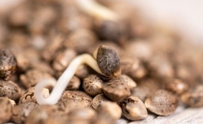 Cannabis Seeds That Perform Well in Greenhouses c