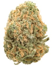 Cannabis Seeds That Perform Well in Greenhouses d