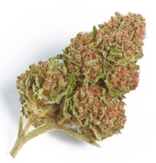 Cannabis Seeds That Perform Well in Greenhouses e