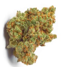 Cannabis Seeds That Perform Well in Greenhouses g