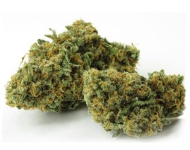 Cannabis Seeds That Perform Well in Greenhouses h