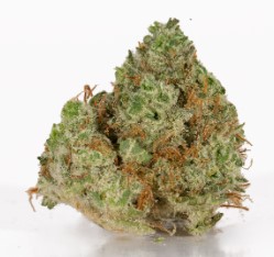 Cannabis Seeds That Perform Well in Greenhouses j