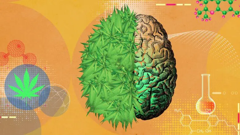 The Role of Medical Cannabis in Migraine Treatment