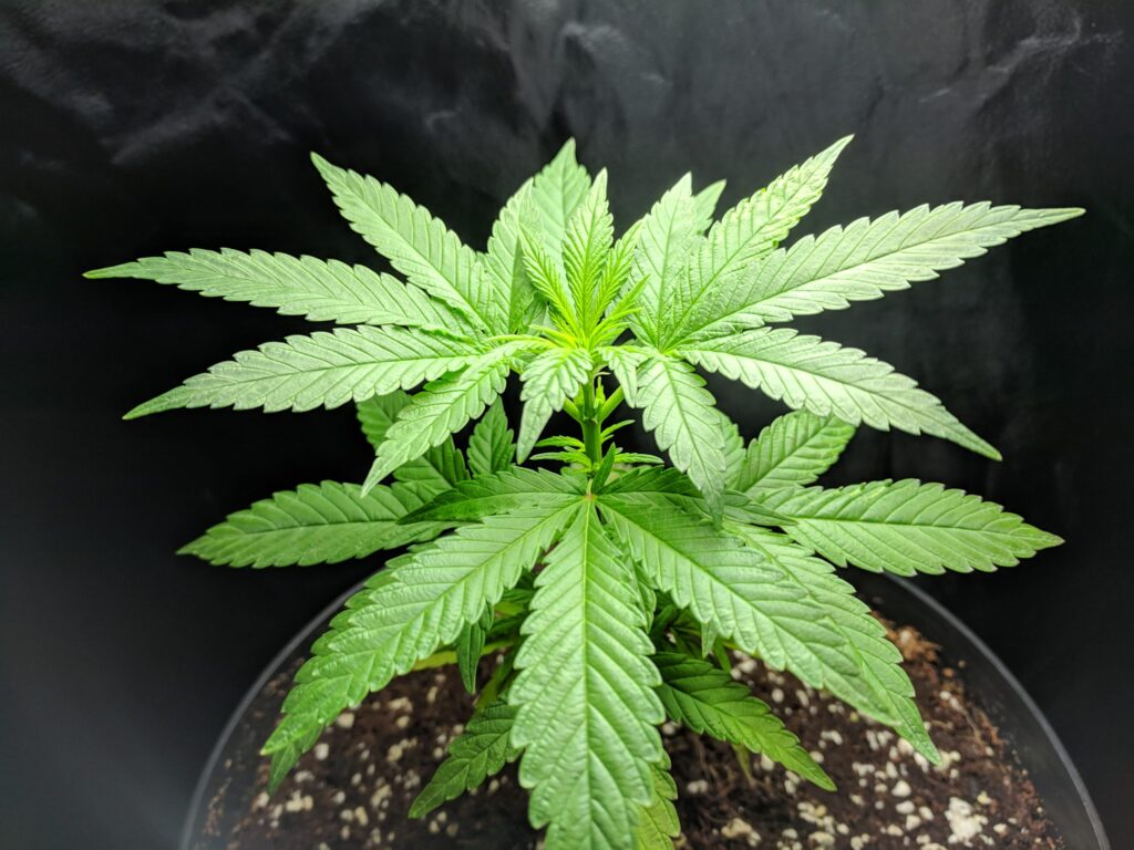 Cannabis cultivation in its vegetative phase
