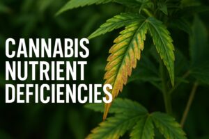 Cannabis Nutrient Deficiencies