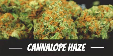 Cannalope Haze
