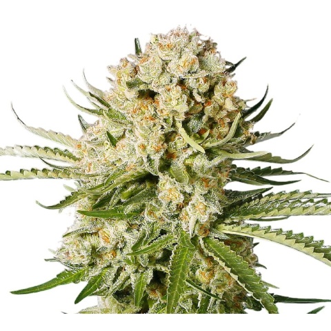 Cannalope Haze Cannabis Seeds