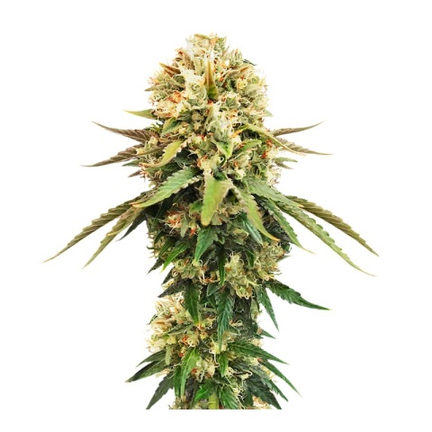 Cannalope Kush cannabis seeds