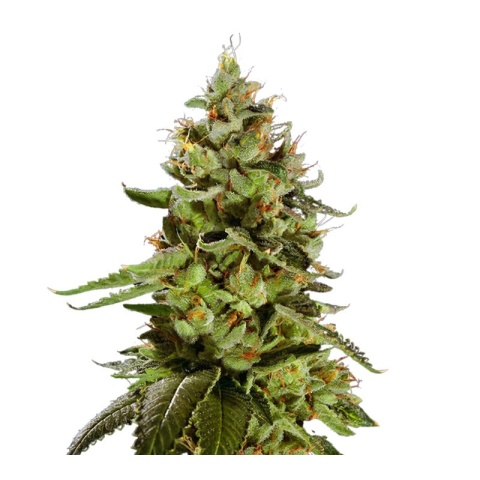 Cat Piss Cannabis Seeds