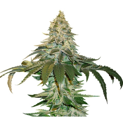 Cataract Kush cannabis seeds