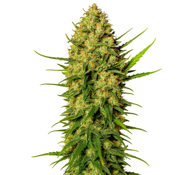 Close-up of a Cement Shoes cannabis bud with frosty trichomes, dense green flowers, and orange pistils.