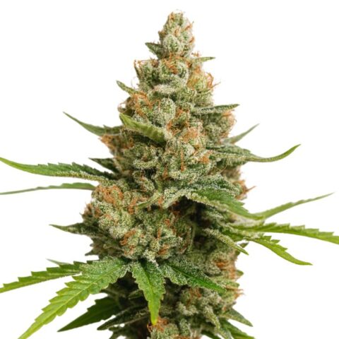 Close-up of a Charlie Sheen cannabis bud with frosty trichomes, dense flowers, and orange pistils.