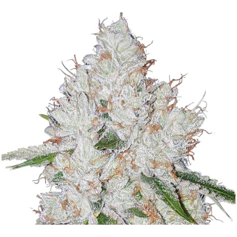 Chem Valley Kush Cannabis Seeds