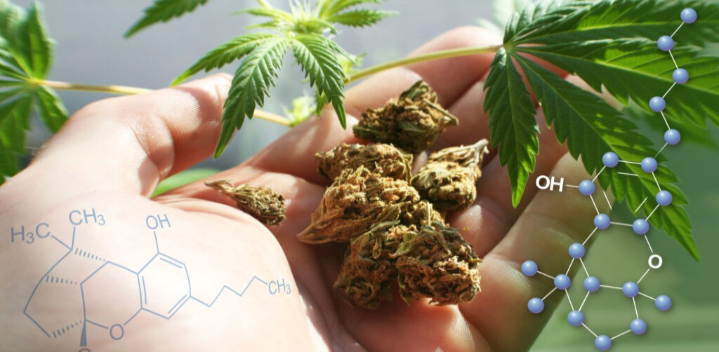 Chemical Profile of Panama Red CBD