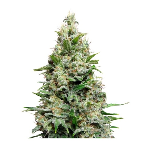 Cherry Diesel Cannabis Seeds